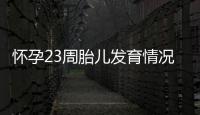 怀孕23周胎儿发育情况是什么