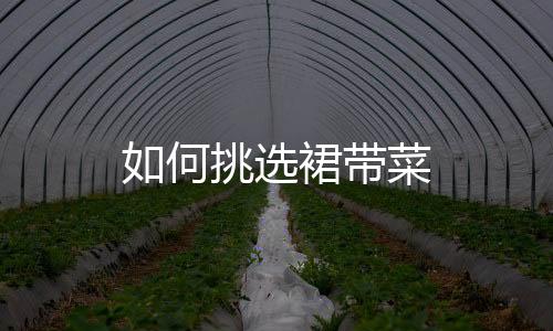 如何挑选裙带菜