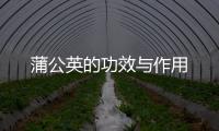 蒲公英的功效与作用